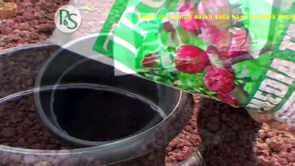 Cara Menanam Buah Mangga Dalam Pot