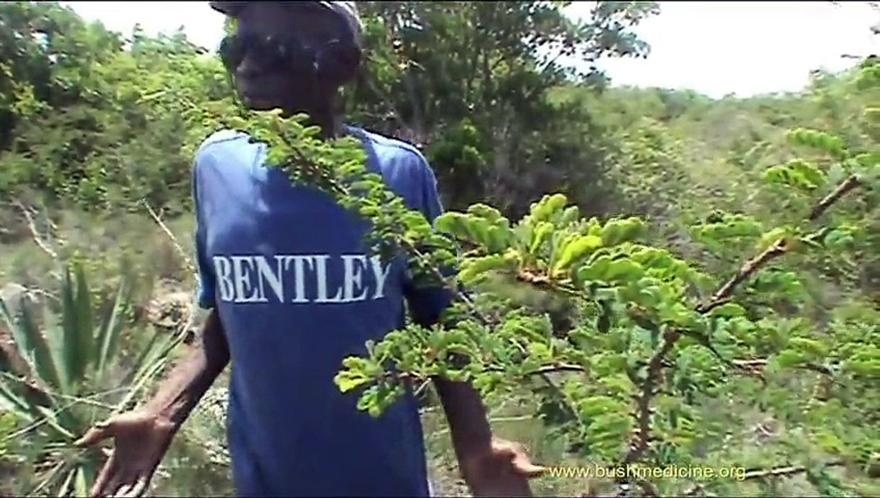 Bush Medicine of the Bahamas: Bertram Forbes (15 bush medicine plants)