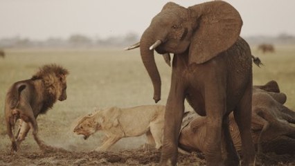 [HD] Africas Creative Killers Season 1 Episode 1 Coliseum 720p.