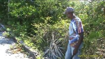 Bush Medicine of the Bahamas: Bertram Forbes (other plant uses - sisal)