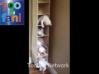 Toofani network  cats love