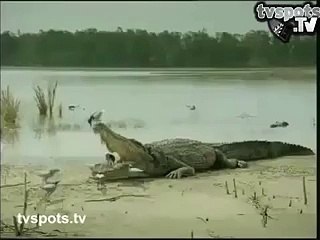 Birds cleaning crocodile's mouth