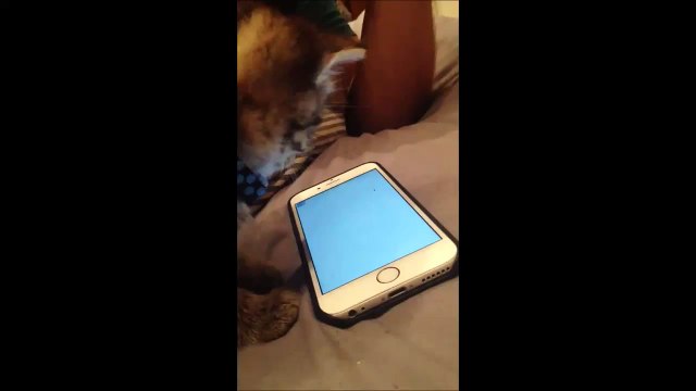 Un chat essaie de tuer une mouche sur un iPhone 6 ... trop mignon