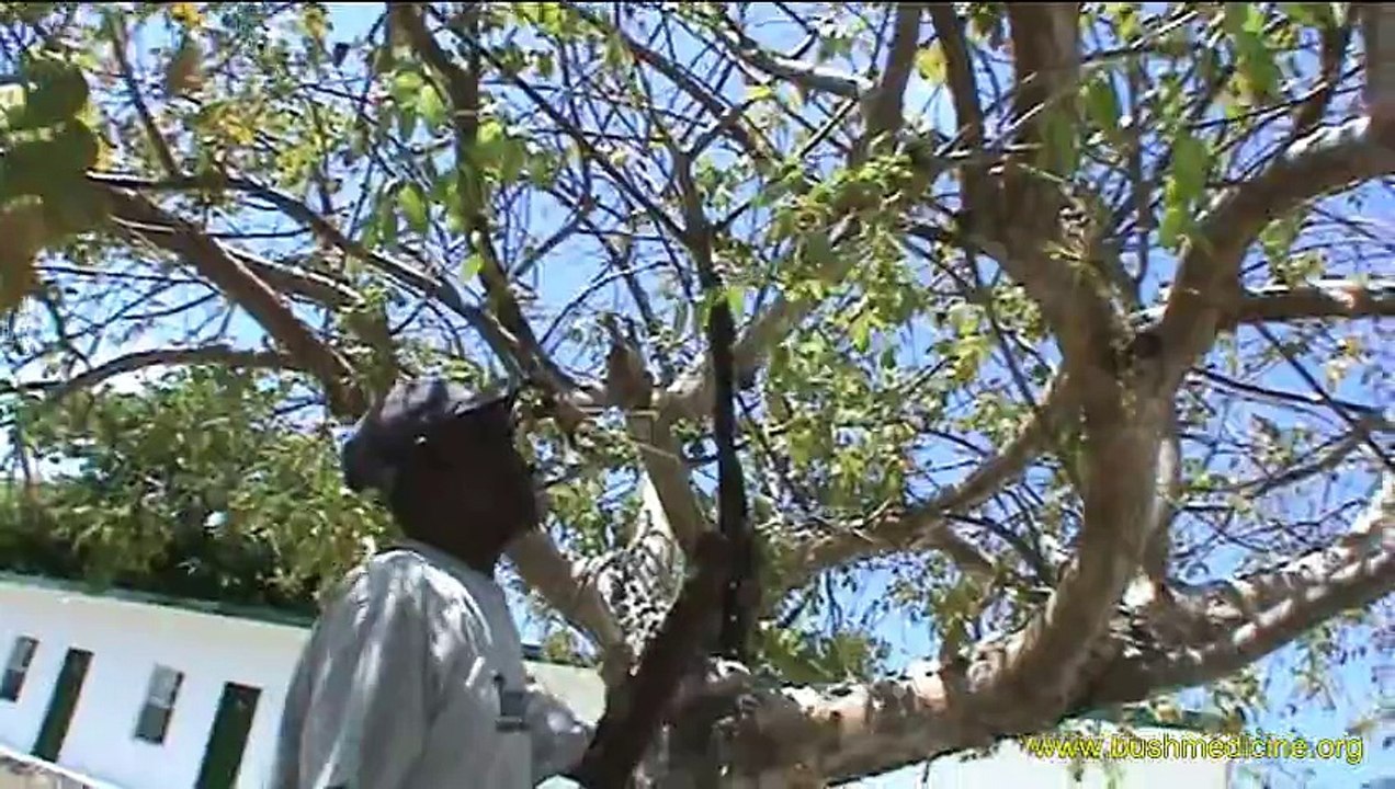 Bush Medicine of the Bahamas: Bertram Forbes (medicinal plants - gumbo-limbo)