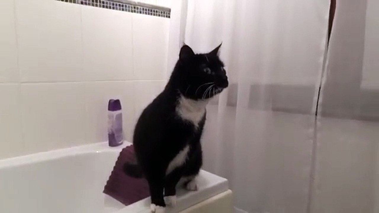 miaou