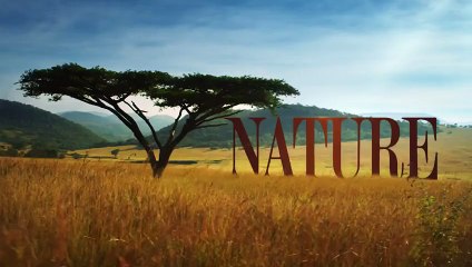 Hamster passé aux Rayons X pour analyser ce qu il stock dans sa bouche