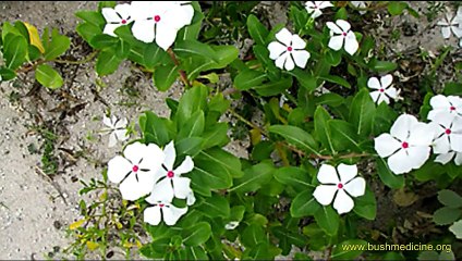 Bush Medicine of the Bahamas: Thomas Hanna (part 2 of 3)