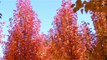 Locally grown dogwoods and pears in Bucks county