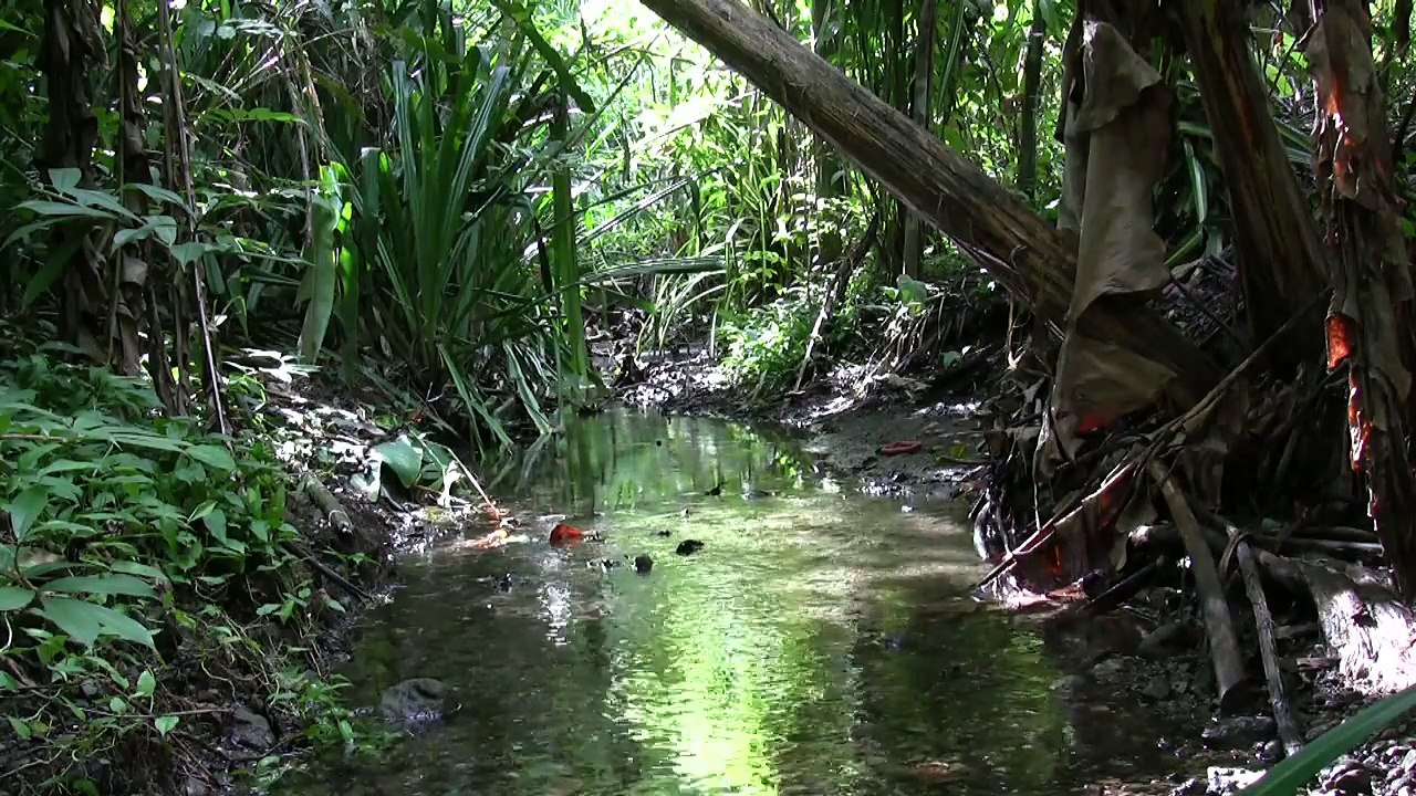 Costa Rica Rainforest Relaxation ~ 1 Hour Video - Perfectly Not Perfect! Relajación