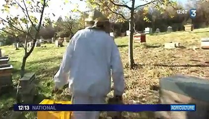 Une récolte de miel incroyablement bonne