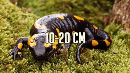 6 Animales que NO Sabías que Existían