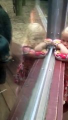 Беременная подошла к орангутану, а дальше случилось неожиданное