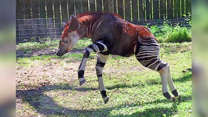 10 Animales Extraños Que Probablemente Desconocías