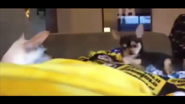 Clip hài hước chó và mèo Tổng hợp Clip hài hước nhất chó và mèo