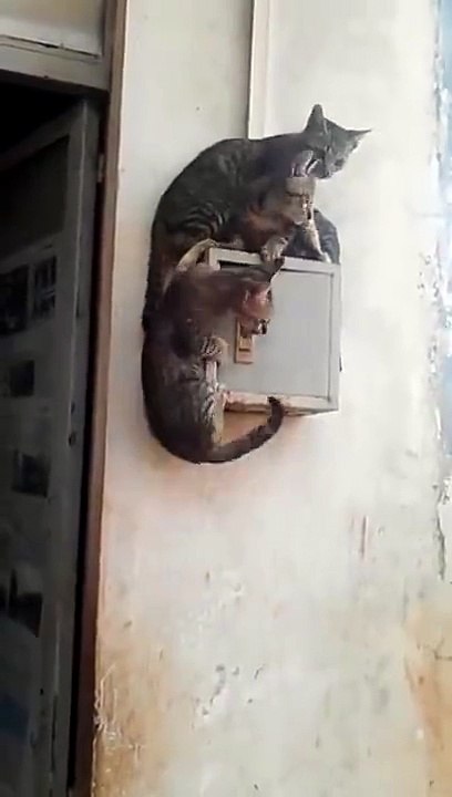 lol funny cat's