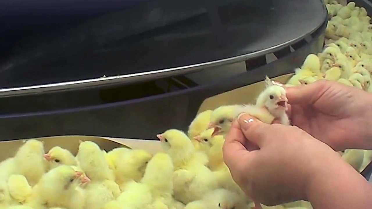 Jahalat or Zulm Ki Intehaa... Sharam aani chaye aisay logon ko. iss video ko ziada say ziada share krain PLEASE.