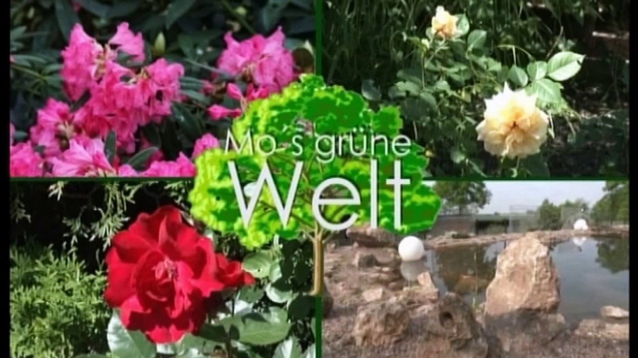 Mo's grüne Welt: Gartenarbeiten im Herbst