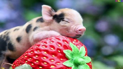 Ba Bà Đi Bán Lợn Con | Nhạc Thiếu Nhi Vui Nhộn Hay Nhất