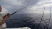 Mako Shark Breaches | Fish Out Of Water