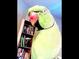 Amazing Talking Parrot - Funny Intelligent Birds