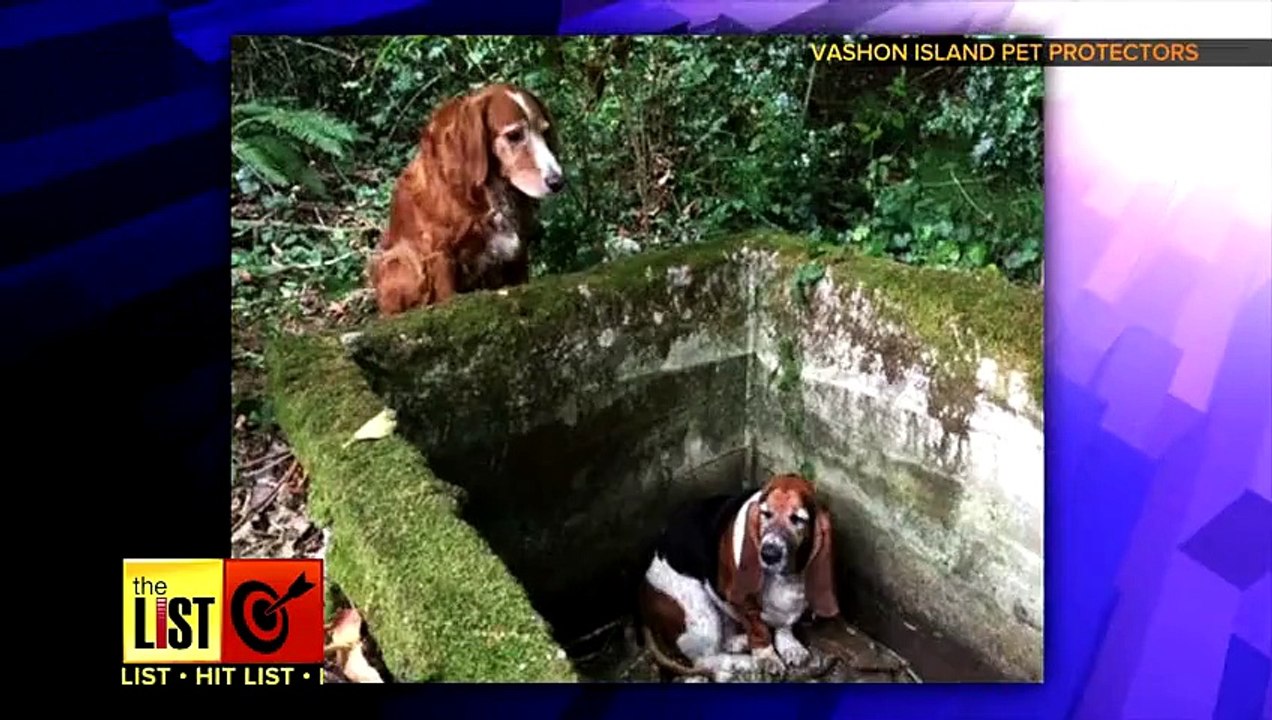 5 Super Animals Saving Other Animals