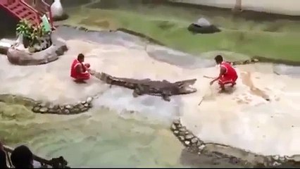 Cocodrilo se come a su entrenador en mitad del show