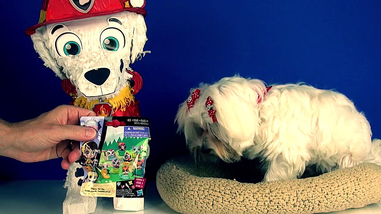 Opening a Paw Patrol Surprise and Surprise Eggs with Happy The Dog