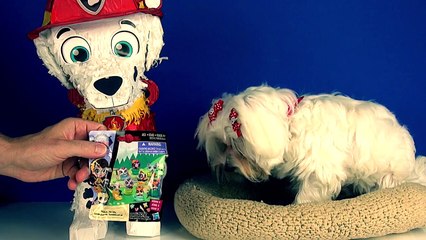 Opening a Paw Patrol Surprise and Surprise Eggs with Happy The Dog