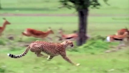 Guépard attaquer Impala