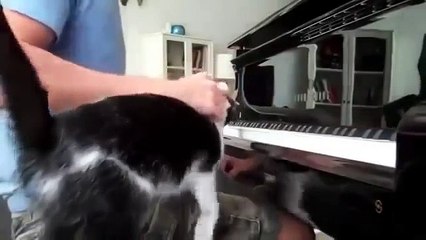 Кошка хочет чтобы ее погладили