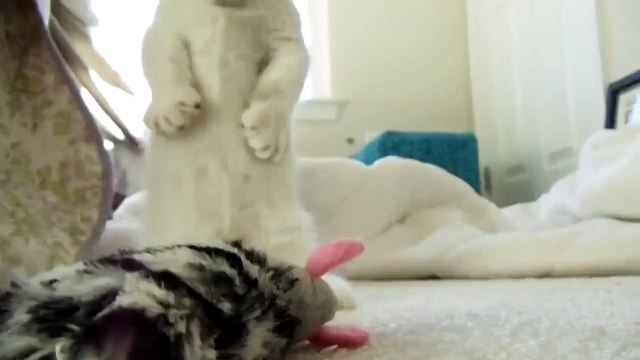 Маленький милый котёнок играется