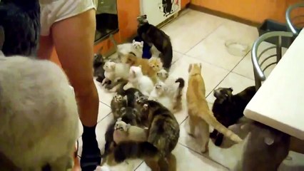 Очень много котят