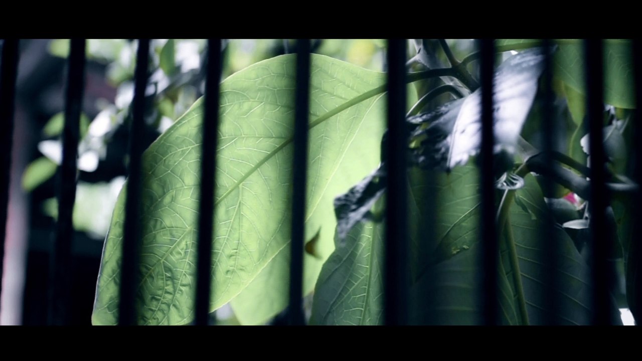 Capsula