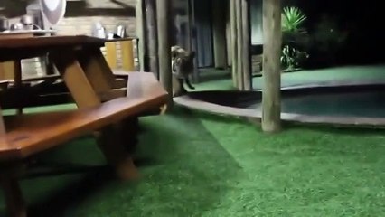 Тигр незаметно подкрался к оператору