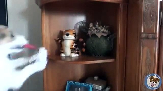 Пёс который умеет всё