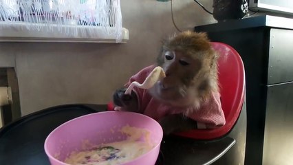 Ржачная обезьяна кушает кашу _)
