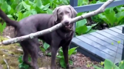 Пёс решил головоломку