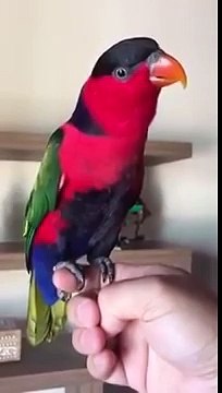 Попугай пародирует телефонный звонок