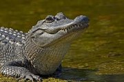 Man Finds Alligator in Front Yard