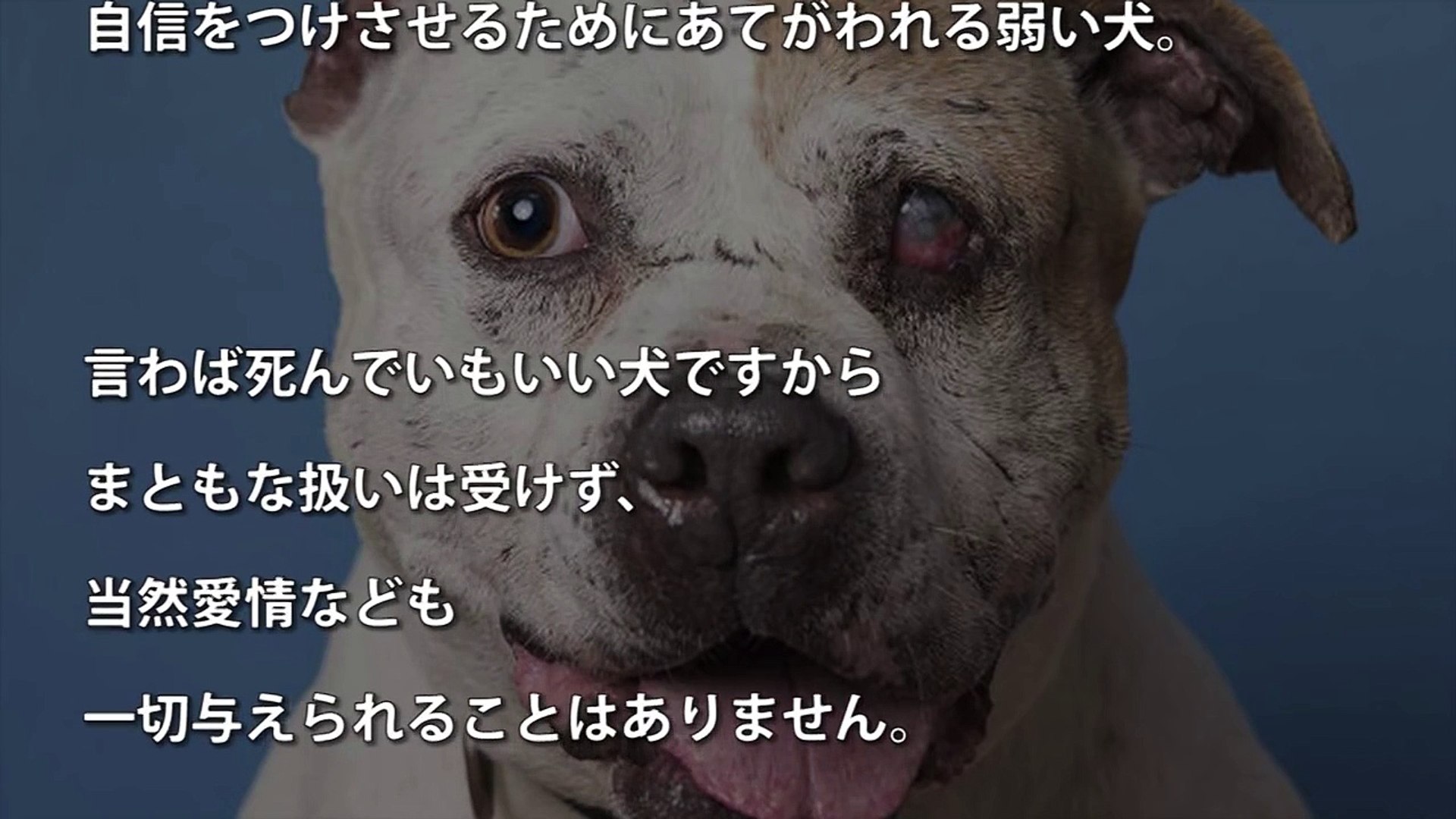 感動 闘犬の噛ませ犬として虐待されてきた犬と１人の写真家 Dailymotion Video