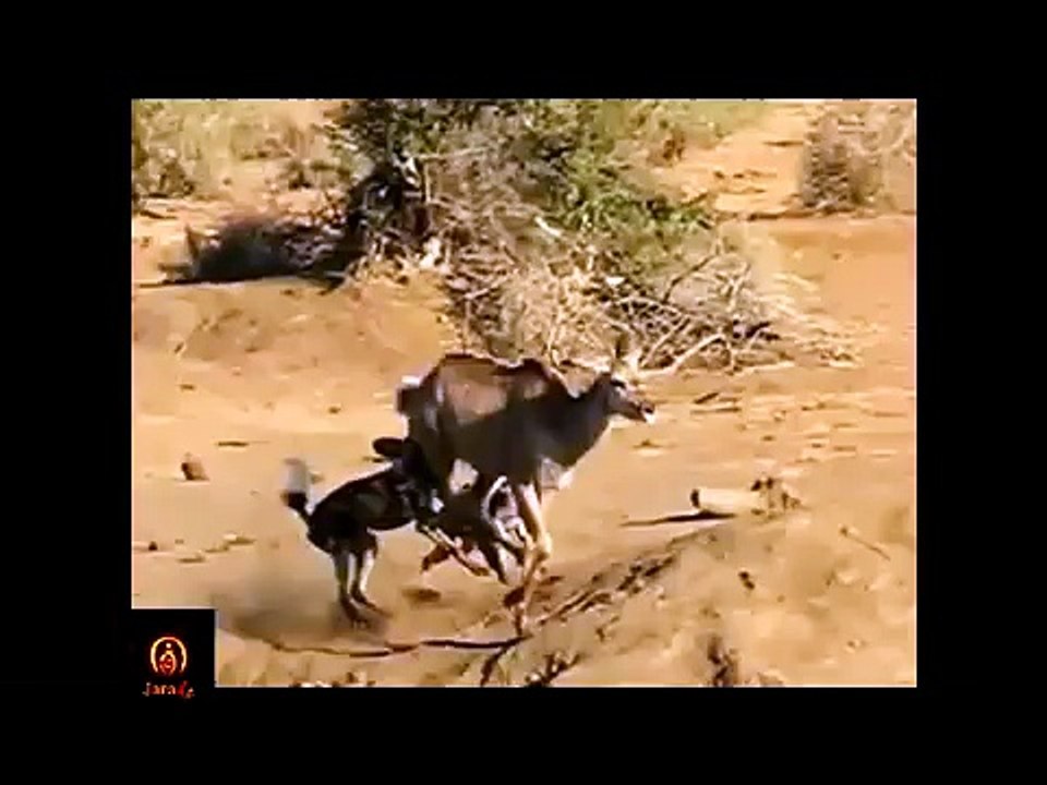 Wild Dogs Hunt _ Kill Pregnant Impala  18 ► Jarade Chanel