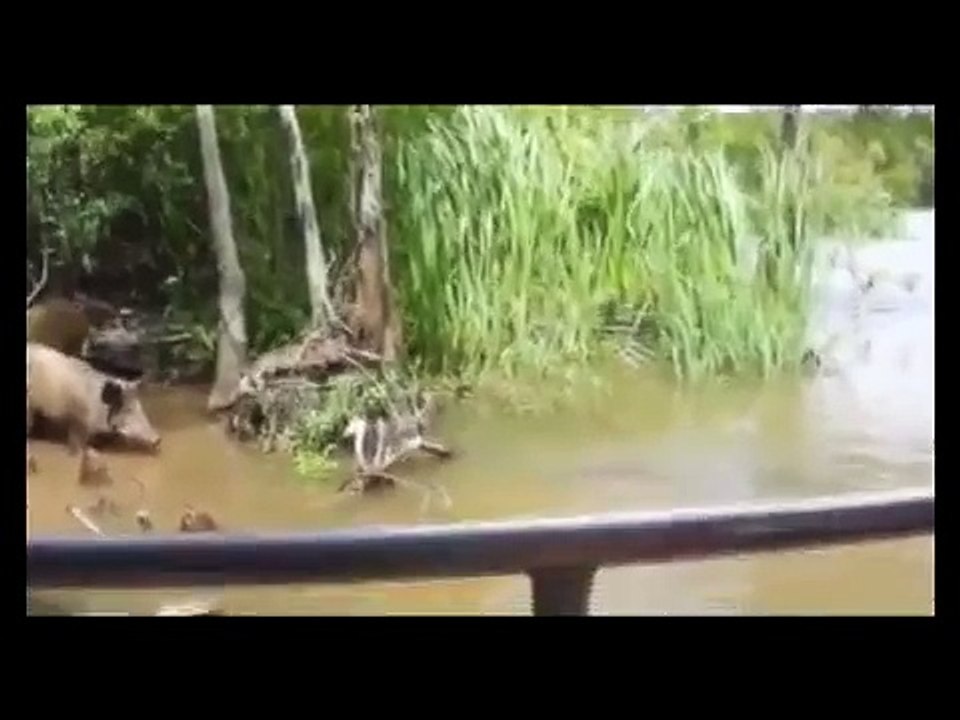 Crocodile Attack Warthog ✰Amaizing Video  18 ► Jarade Chanel Tv