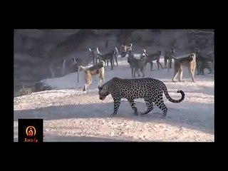 Baboon vs Leopard - Baboon Win ► Jarade Chanel