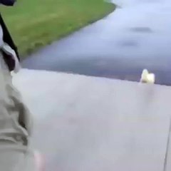 Duck going for a run with his friend