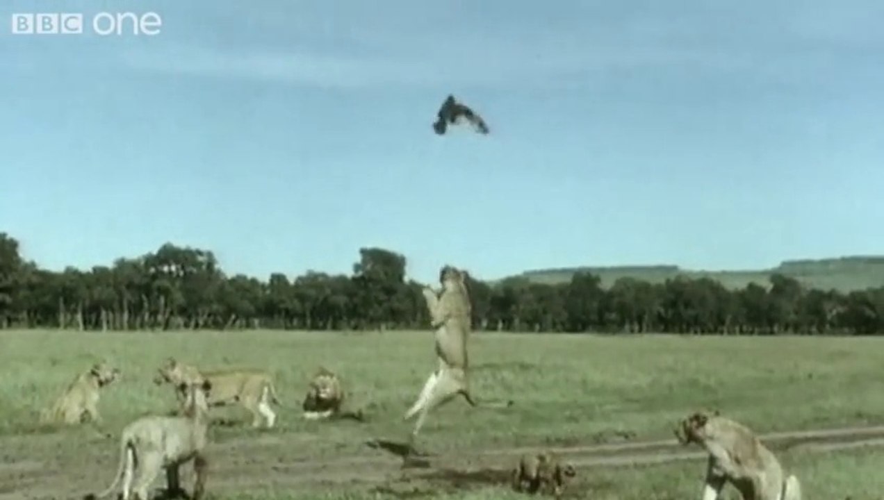 Funny Talking Animals - Walk on the Wild Side