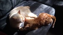 Kitty Brotherly Love