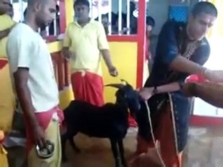 Sudesh Kumar Foundation - Stop Animal Sacrifice in Hindu Temple