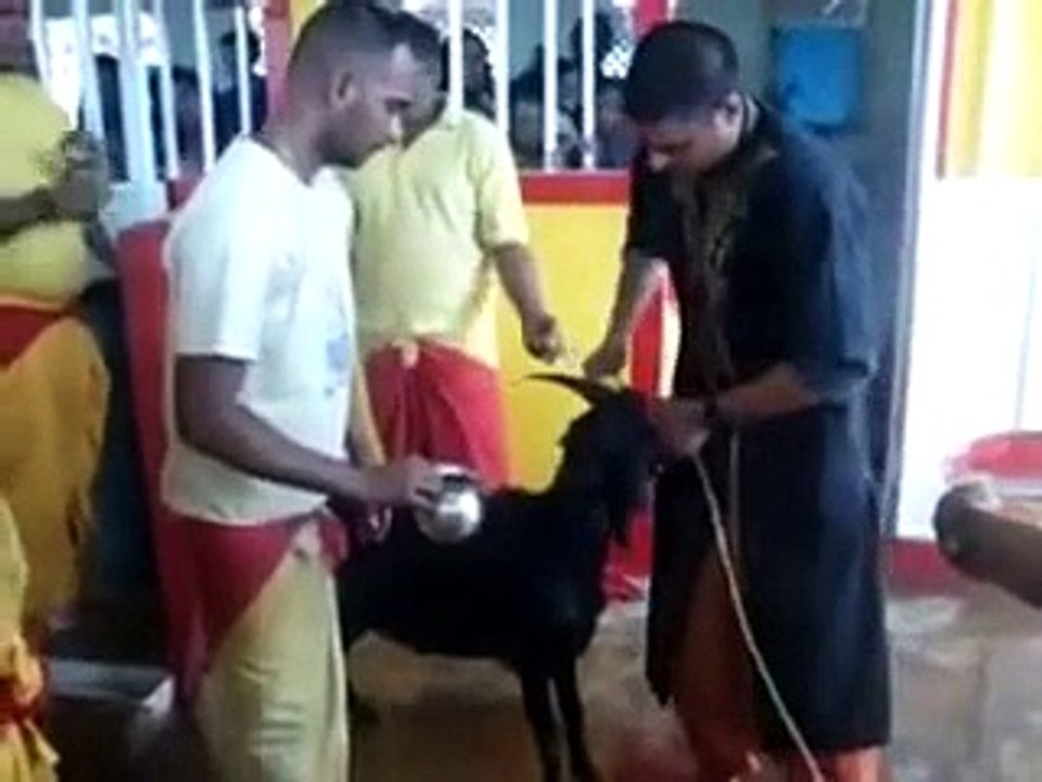 Sudesh Kumar Foundation appeal to Stop Animal Sacrifice in Hindu Festival Durga Puja