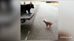 (SAD MOMENT) Watch adorable sad moment puppy misses big jump