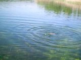 Pêche du Petit Brochet Avril 2007 003